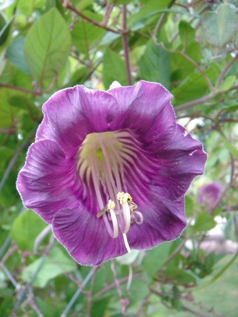 Cobaea scandens fleur